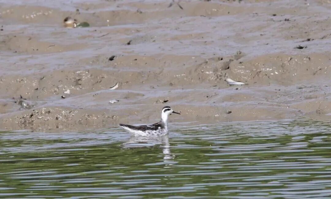 香港鹦鹉每天“北上干饭”?深圳网友:来了就是“深圳鸟” 香港鹦鹉每天“北上干饭”?深圳网友:来了就是“深圳鸟”