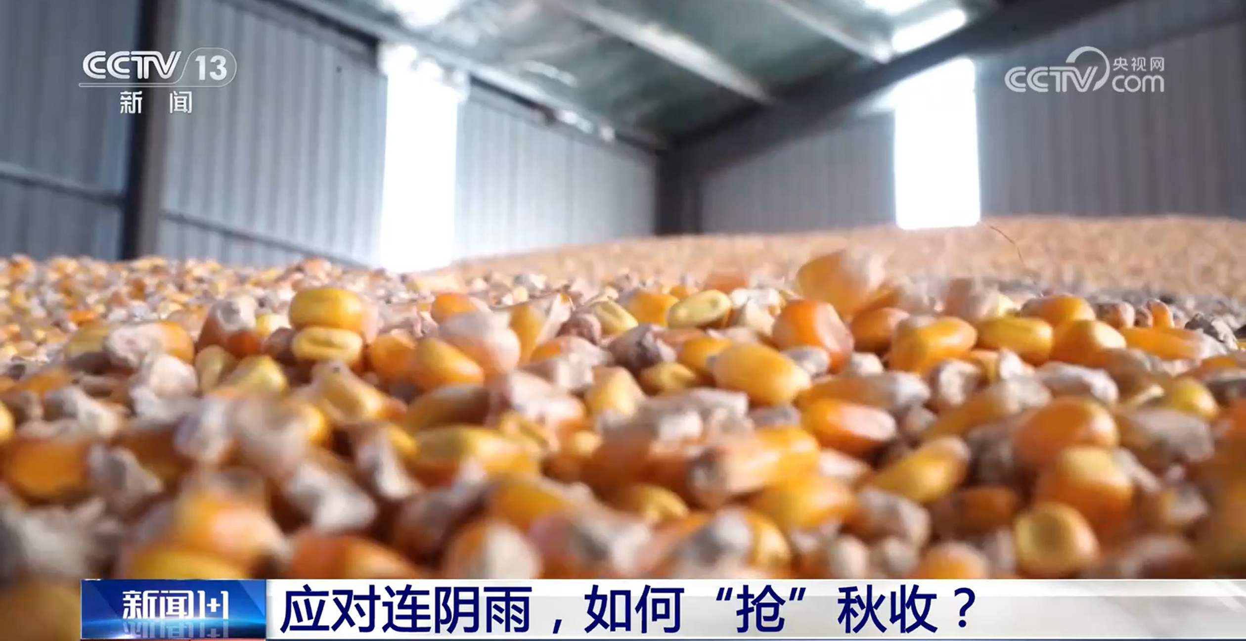 应对连阴雨,如何“抢”秋收? 应对连阴雨,如何“抢”秋收?