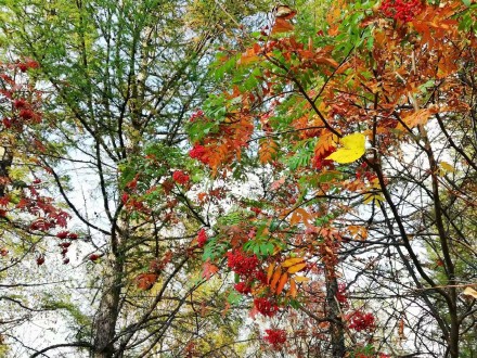 河北承德：木兰围场五道沟秋景