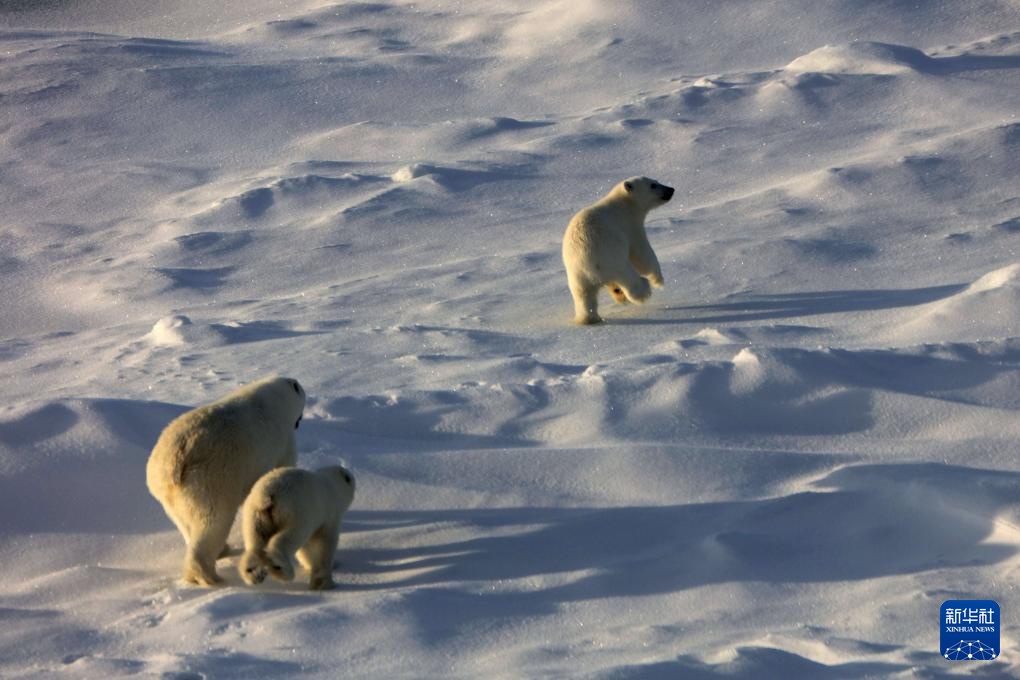 当北极科考遇上北极熊