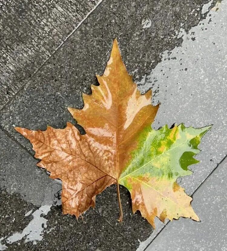 降温!这个周末“动真格”,上海人终于等到了 降温!这个周末“动真格”,上海人终于等到了