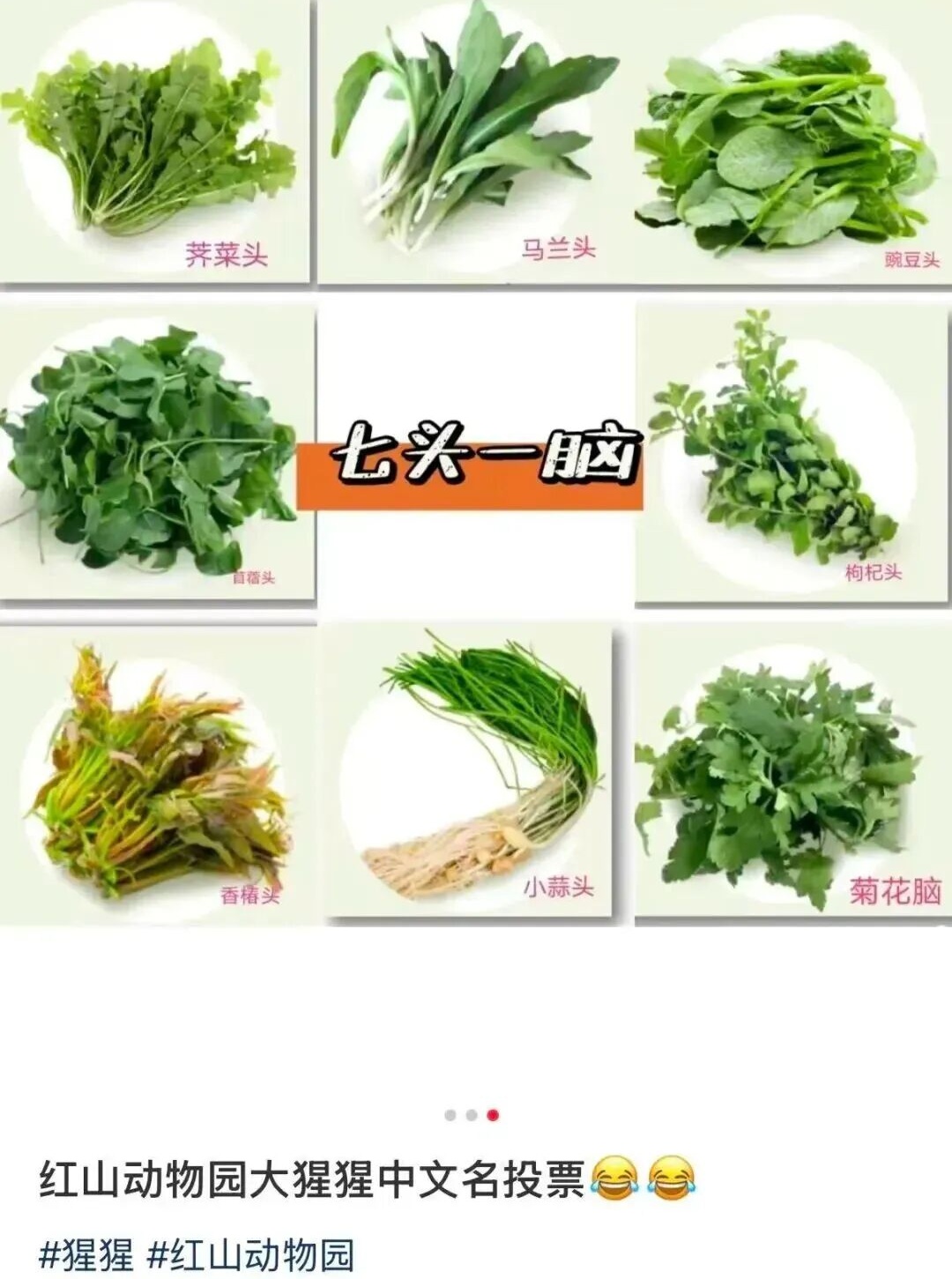 “野菜F4”断层第一，大猩猩征名“翻车”？园方：认了！