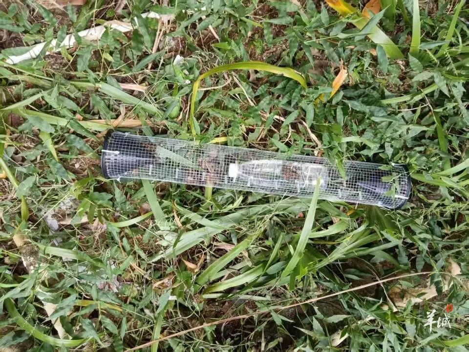 广州一小区蛇患频发：已抓超60条，聘请专业捕蛇公司但未探测到蛇窝位置，多方介入