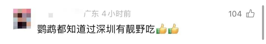 香港鹦鹉每天“北上干饭”?深圳网友:来了就是“深圳鸟” 香港鹦鹉每天“北上干饭”?深圳网友:来了就是“深圳鸟”