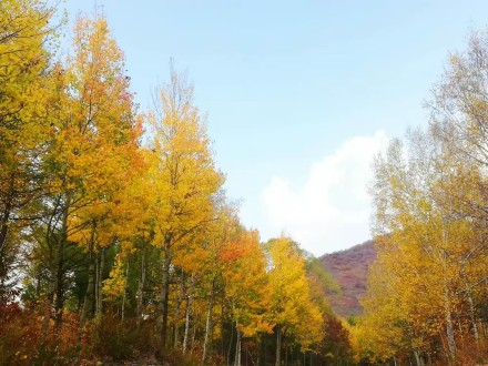 河北承德：木兰围场五道沟秋景