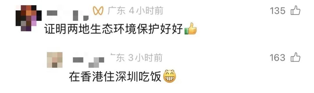 香港鹦鹉每天“北上干饭”?深圳网友:来了就是“深圳鸟” 香港鹦鹉每天“北上干饭”?深圳网友:来了就是“深圳鸟”