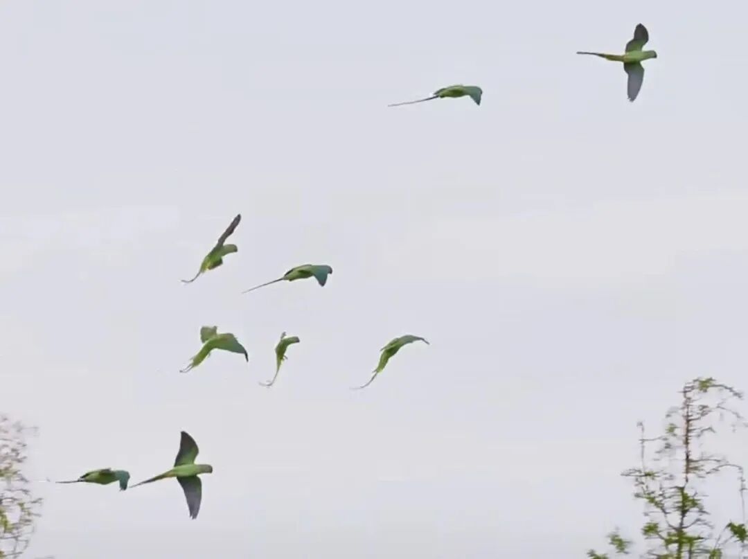 香港鹦鹉每天“北上干饭”?深圳网友:来了就是“深圳鸟” 香港鹦鹉每天“北上干饭”?深圳网友:来了就是“深圳鸟”