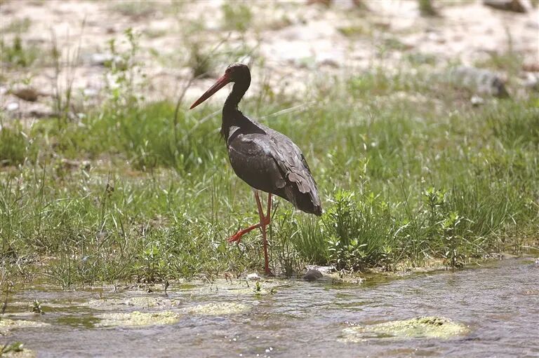 定居五台山的“珍稀居民”