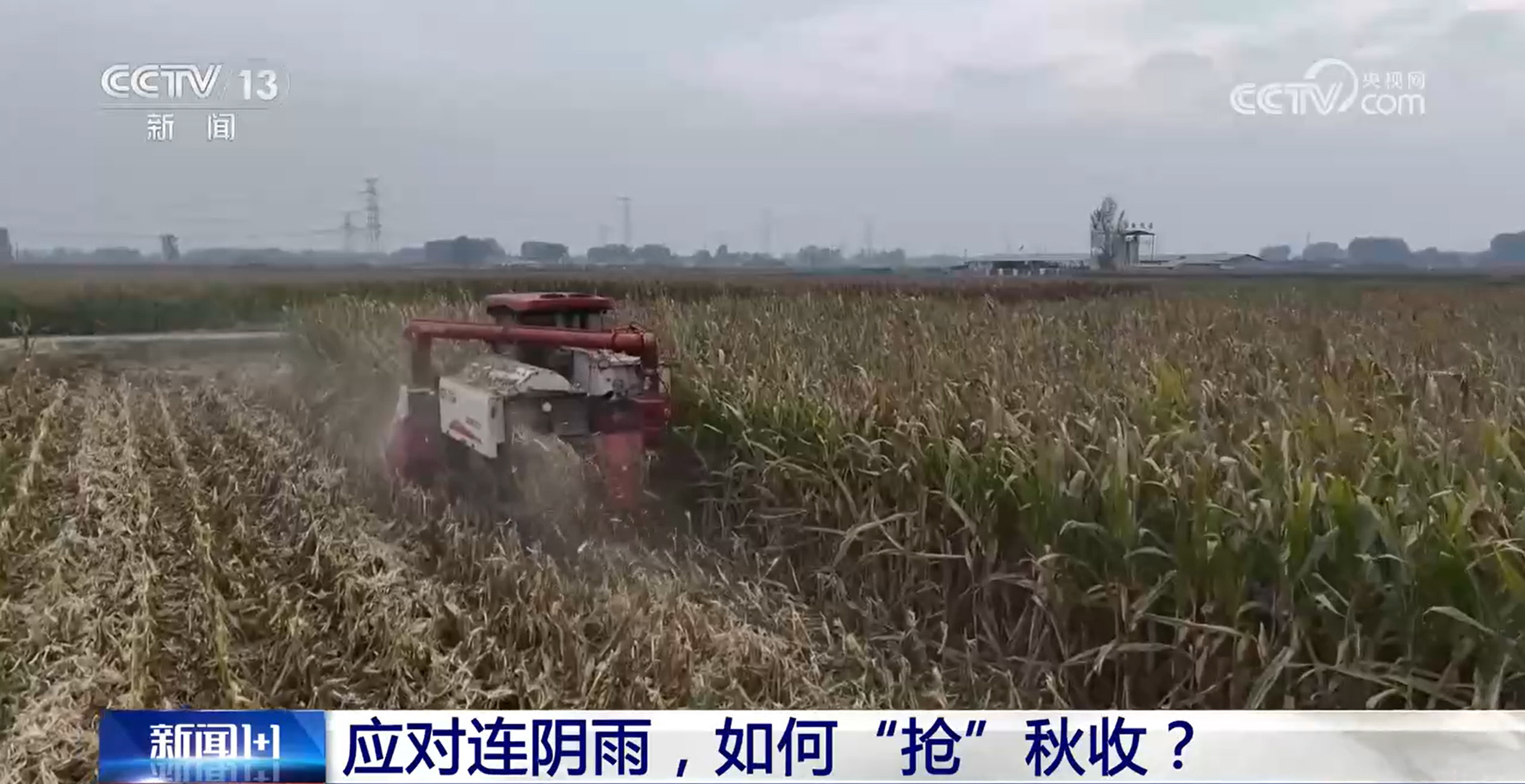 应对连阴雨,如何“抢”秋收? 应对连阴雨,如何“抢”秋收?