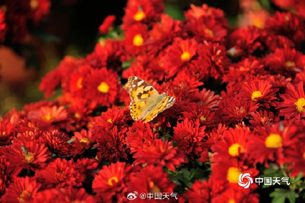 菊是独属秋天的烟花