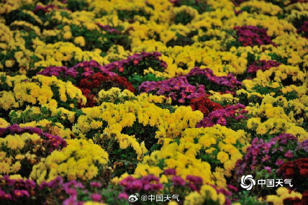 菊是独属秋天的烟花