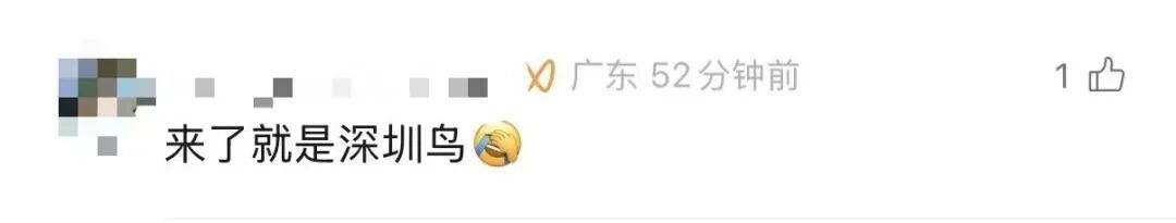 香港鹦鹉每天“北上干饭”?深圳网友:来了就是“深圳鸟” 香港鹦鹉每天“北上干饭”?深圳网友:来了就是“深圳鸟”