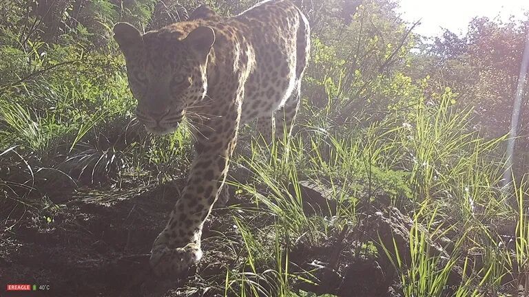定居五台山的“珍稀居民”