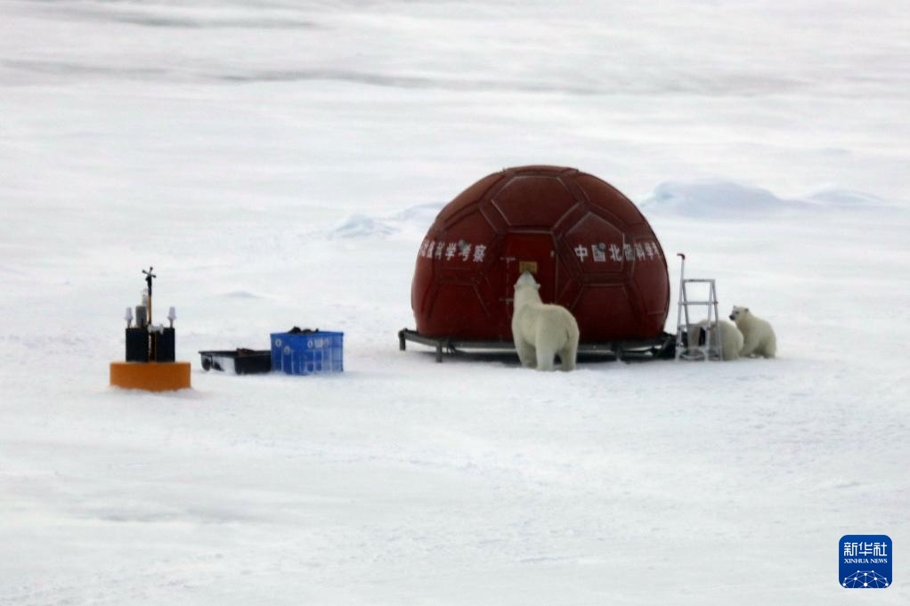 当北极科考遇上北极熊
