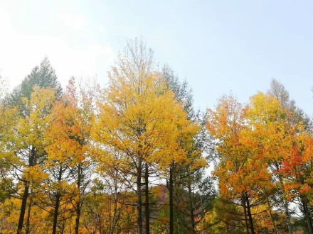 河北承德：木兰围场五道沟秋景