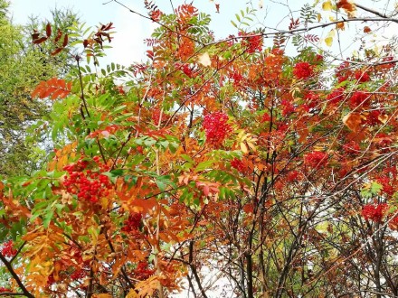 河北承德：木兰围场五道沟秋景
