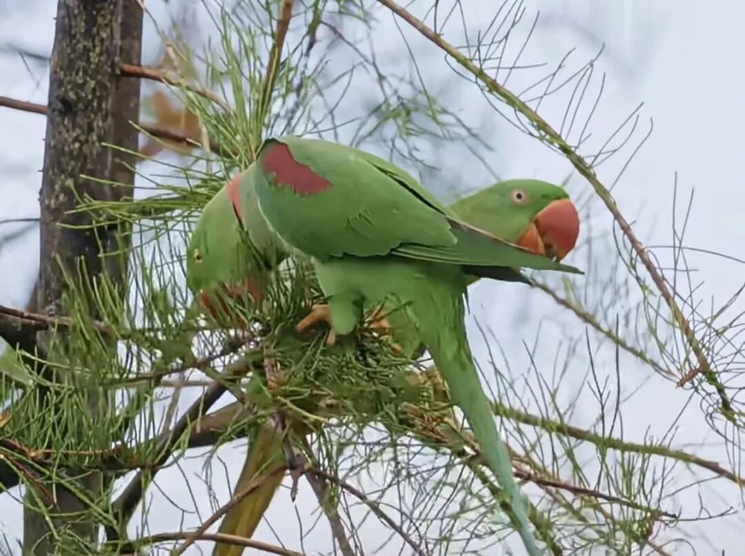香港鹦鹉每天“北上干饭”?深圳网友:来了就是“深圳鸟” 香港鹦鹉每天“北上干饭”?深圳网友:来了就是“深圳鸟”