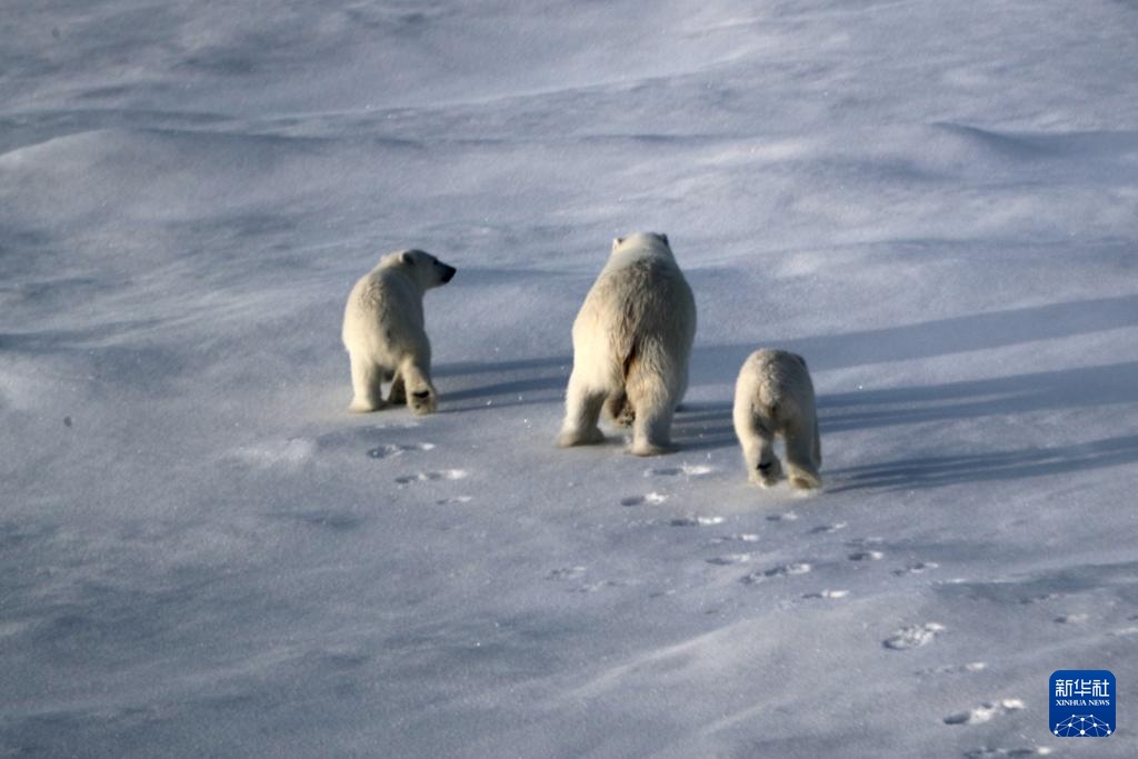 当北极科考遇上北极熊