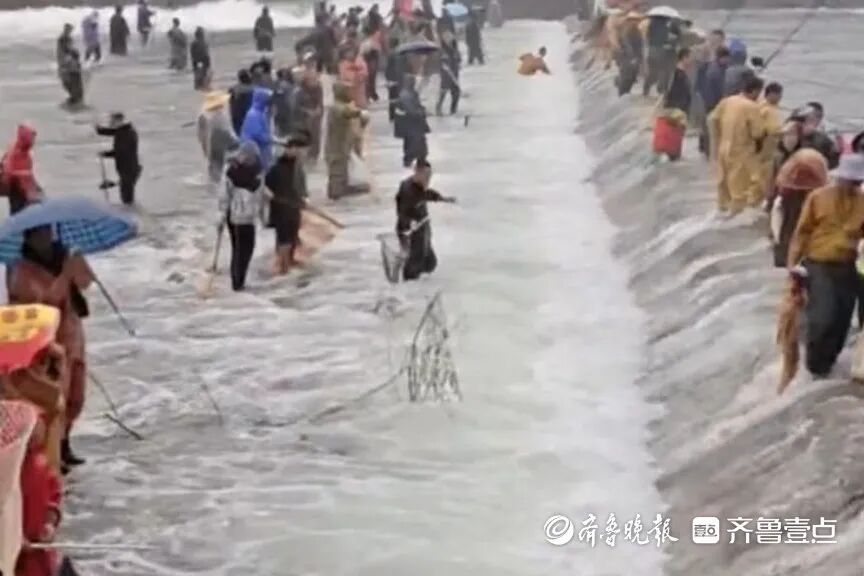 太壮观了！济南锦绣川水库开闸放水，大量鲢鱼被冲出，“一网子下去能捞好几条”