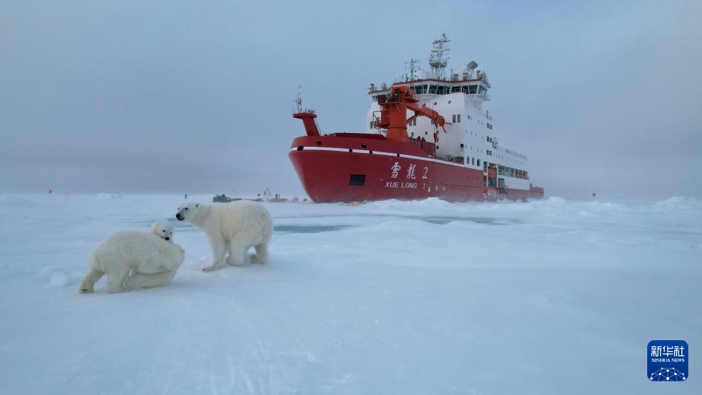 当北极科考遇上北极熊