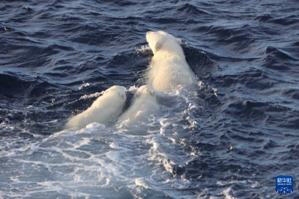 当北极科考遇上北极熊