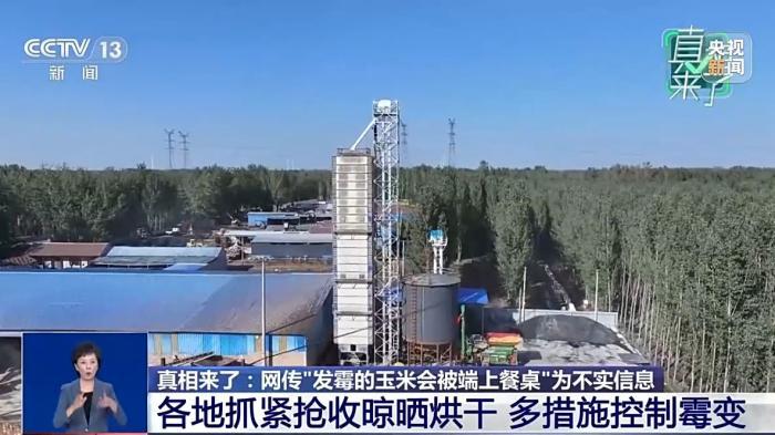 “发霉玉米被端上餐桌”消息不实 毒素超标会被销毁