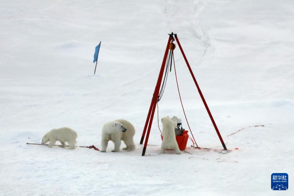 当北极科考遇上北极熊