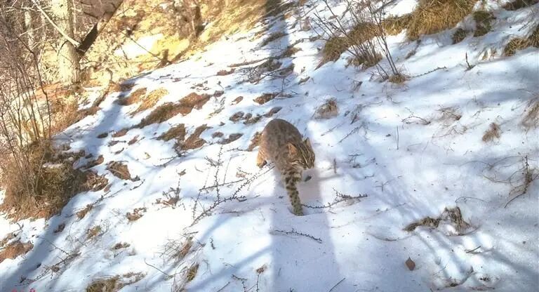 定居五台山的“珍稀居民”