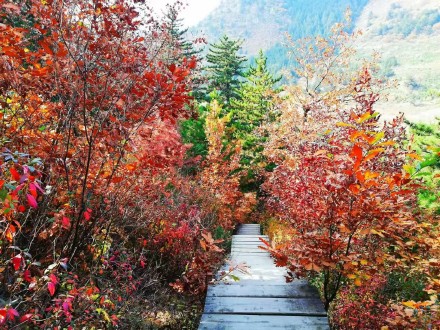 河北承德：木兰围场五道沟秋景