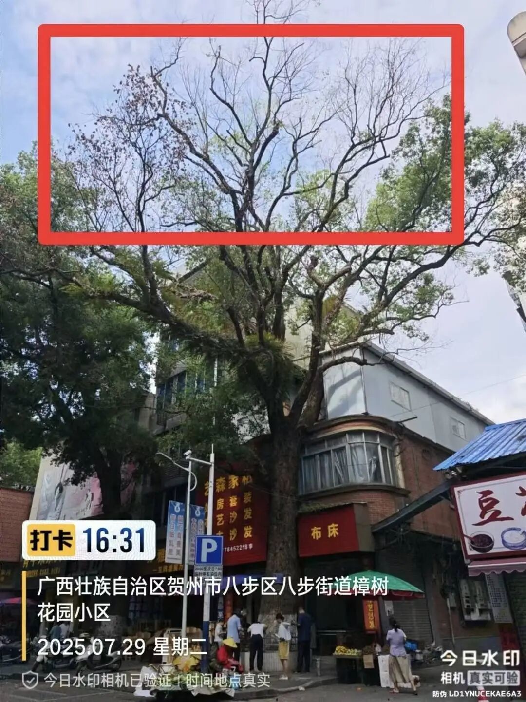 男子多次给树龄220年古树投毒，原因竟是它“挡了阳光”