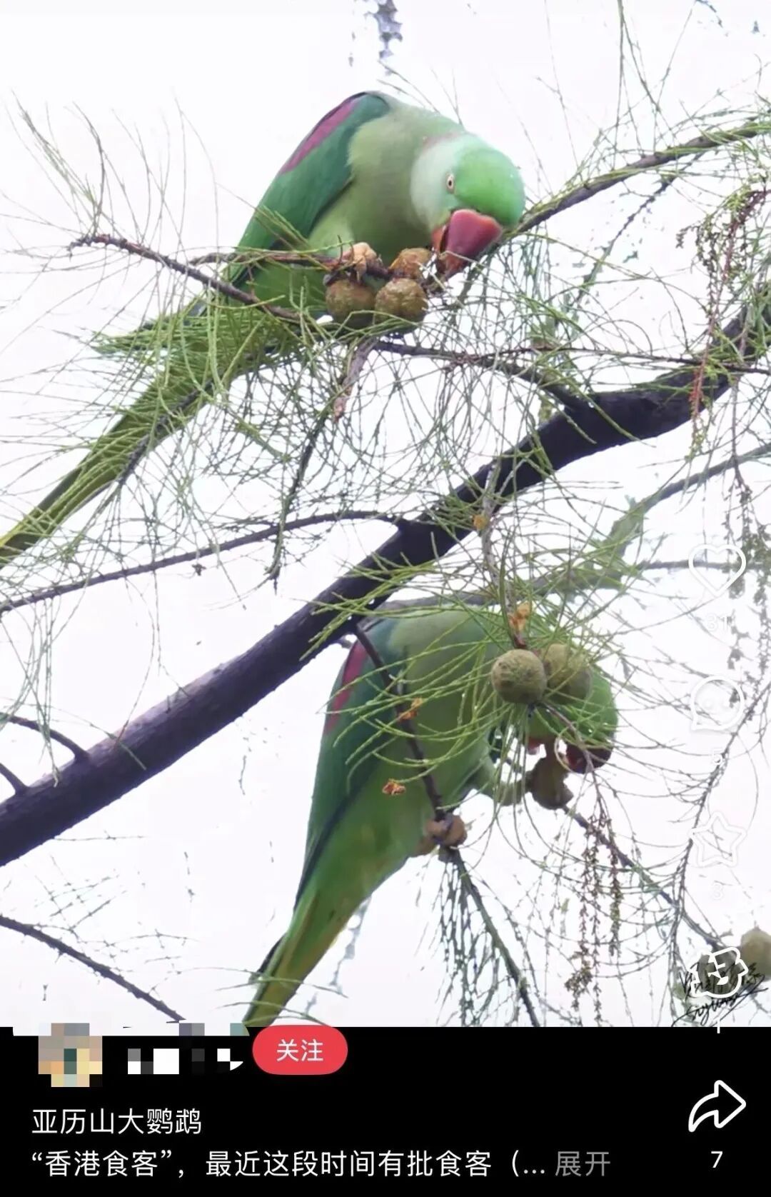 香港鹦鹉每天“北上干饭”?深圳网友:来了就是“深圳鸟” 香港鹦鹉每天“北上干饭”?深圳网友:来了就是“深圳鸟”