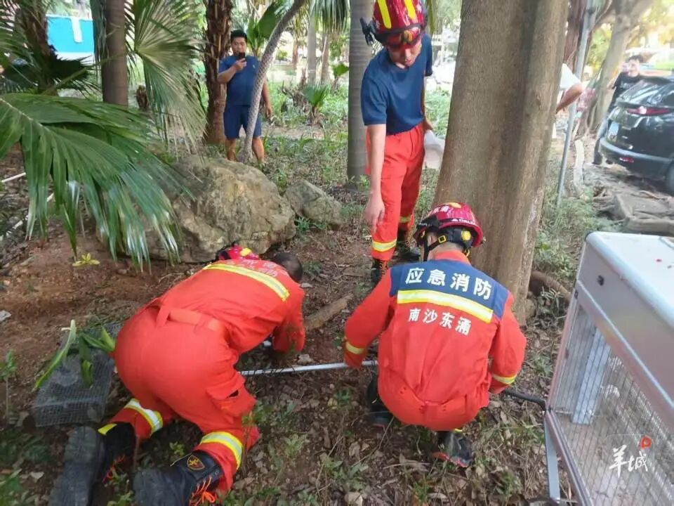 广州一小区蛇患频发：已抓超60条，聘请专业捕蛇公司但未探测到蛇窝位置，多方介入