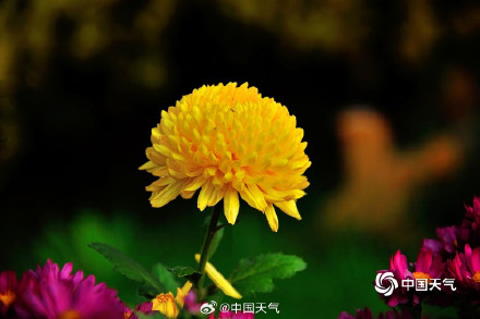 菊是独属秋天的烟花