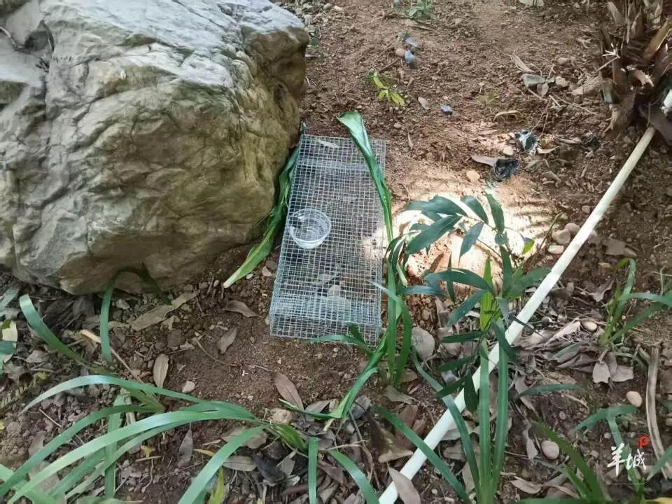 广州一小区蛇患频发：已抓超60条，聘请专业捕蛇公司但未探测到蛇窝位置，多方介入