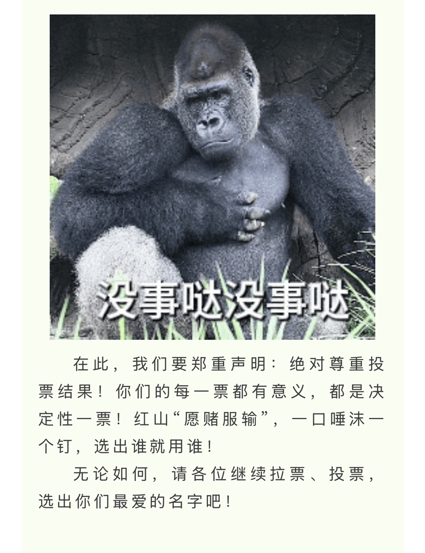给大猩猩取名叫“香椿头”“马兰头”？网友：我们是认真的！