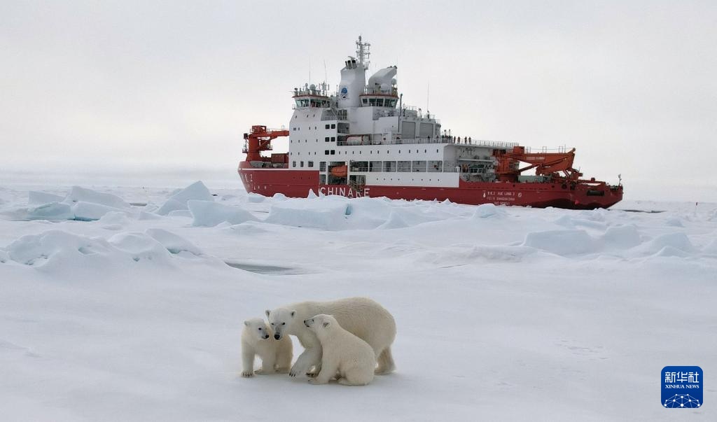 当北极科考遇上北极熊