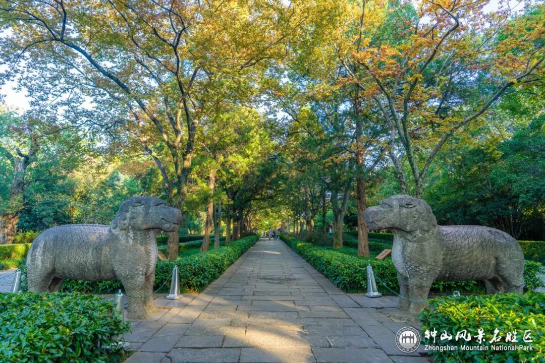 南京这里，已进入观赏期！