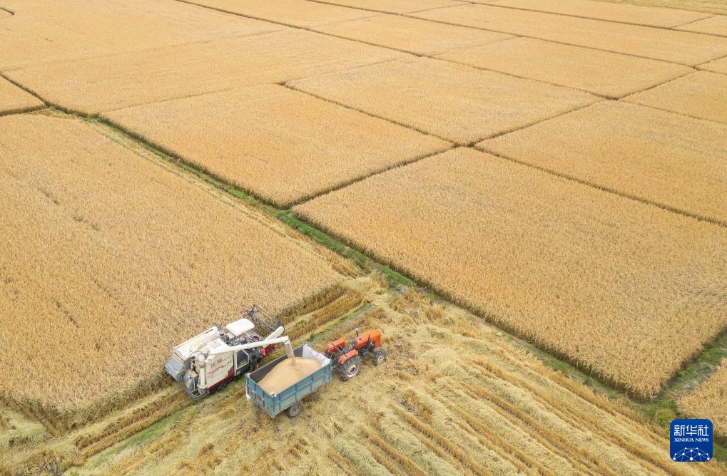 产粮第一大省黑龙江秋收超六成 产粮第一大省黑龙江秋收超六成