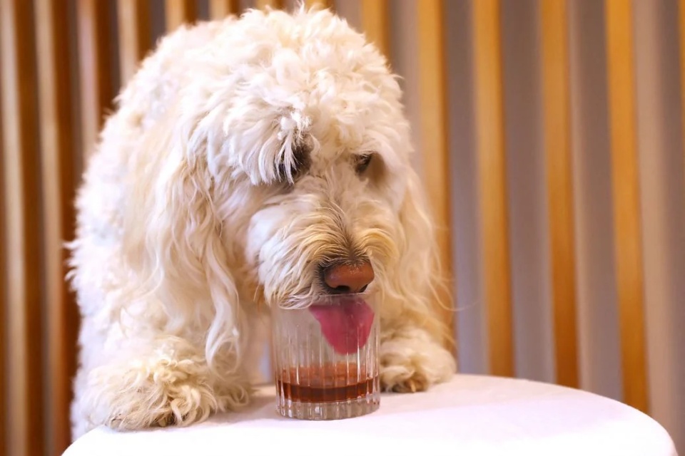 毛孩子也能“品酒”?新西兰一公司推出“宠物葡萄酒” 毛孩子也能“品酒”?新西兰一公司推出“宠物葡萄酒”