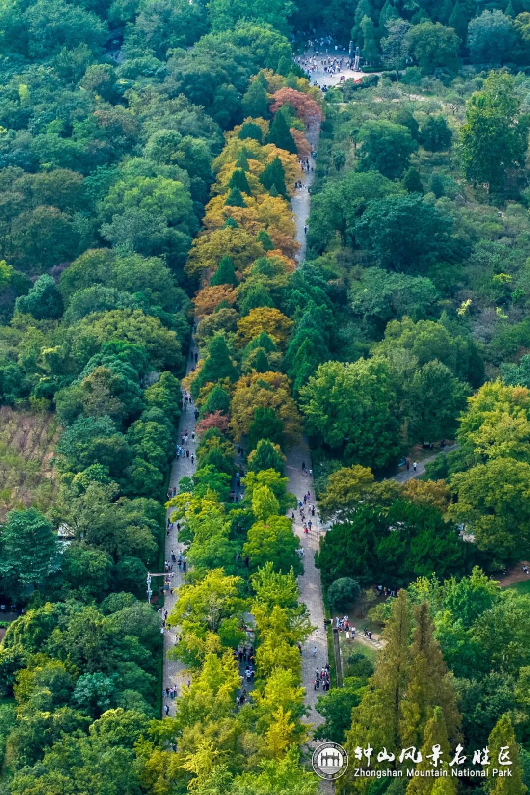 南京这里，已进入观赏期！