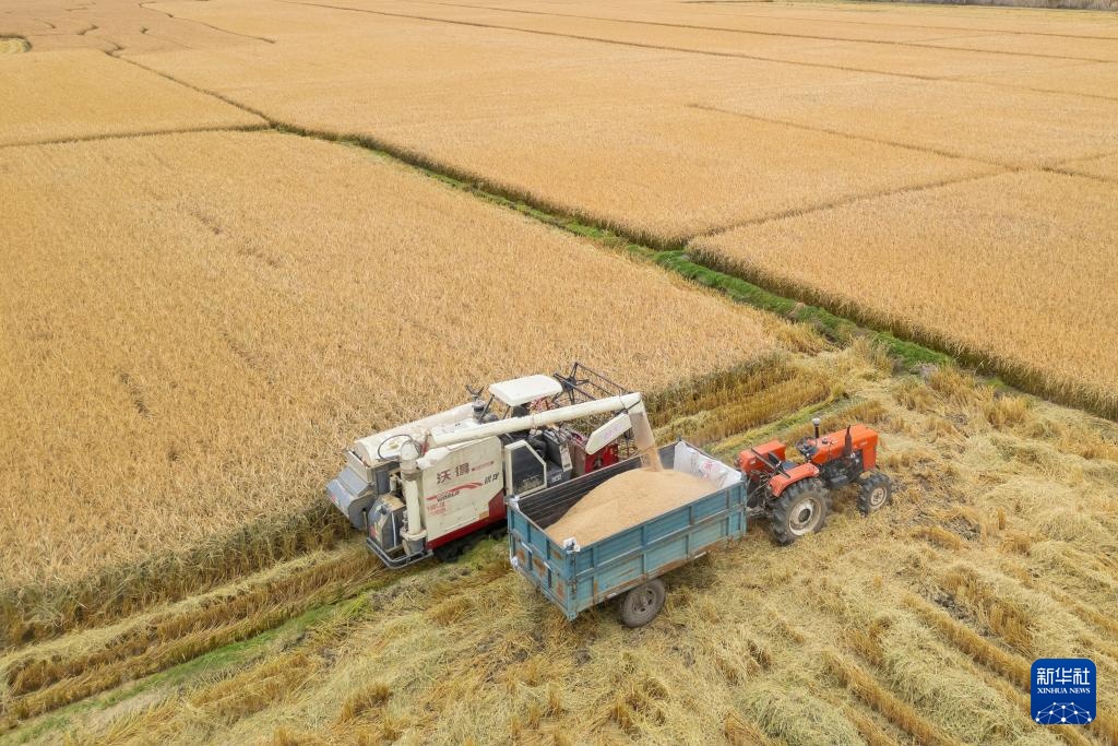 产粮第一大省黑龙江秋收超六成 产粮第一大省黑龙江秋收超六成