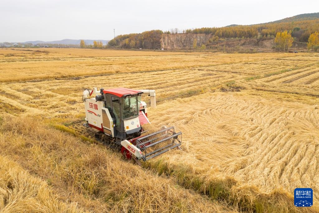产粮第一大省黑龙江秋收超六成 产粮第一大省黑龙江秋收超六成