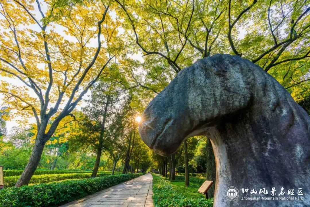 南京这里，已进入观赏期！