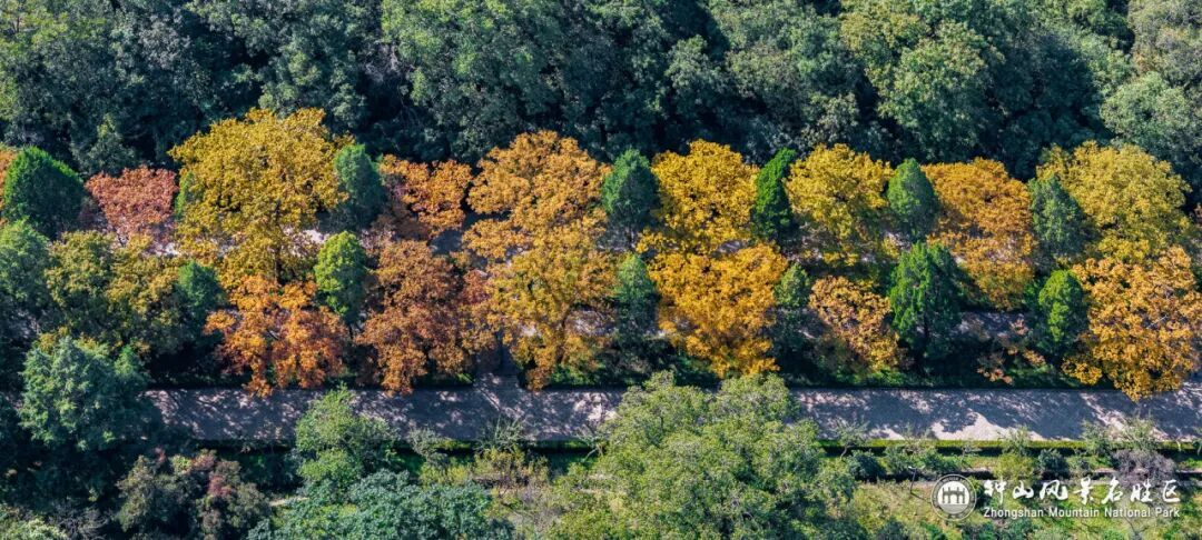 南京这里，已进入观赏期！