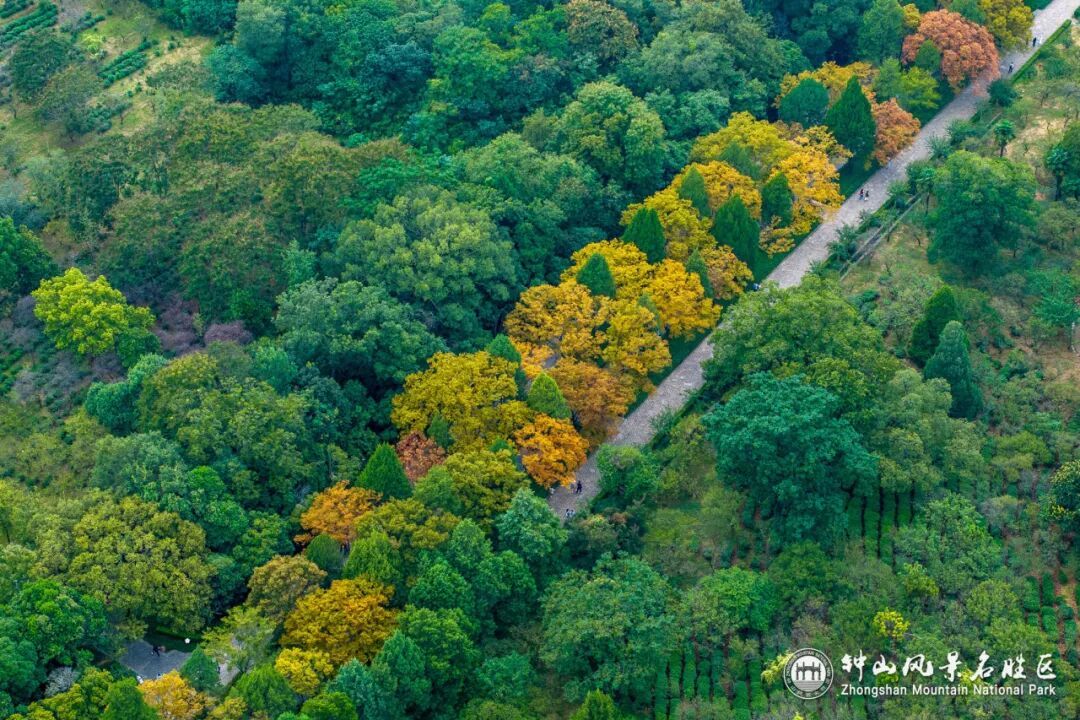 南京这里，已进入观赏期！
