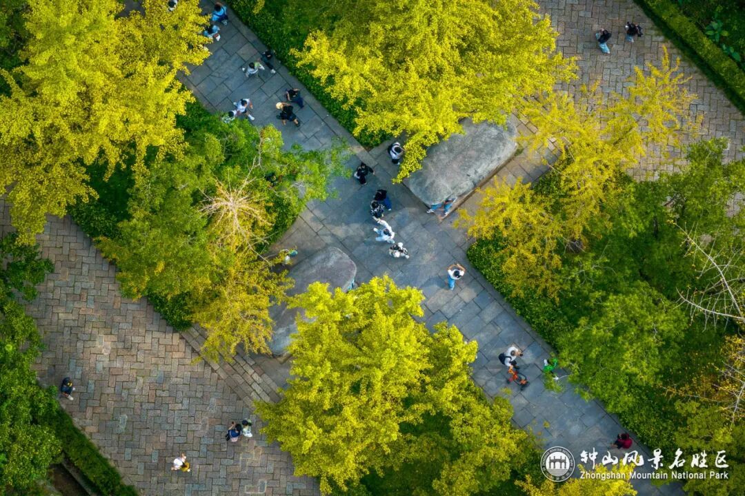 南京这里，已进入观赏期！