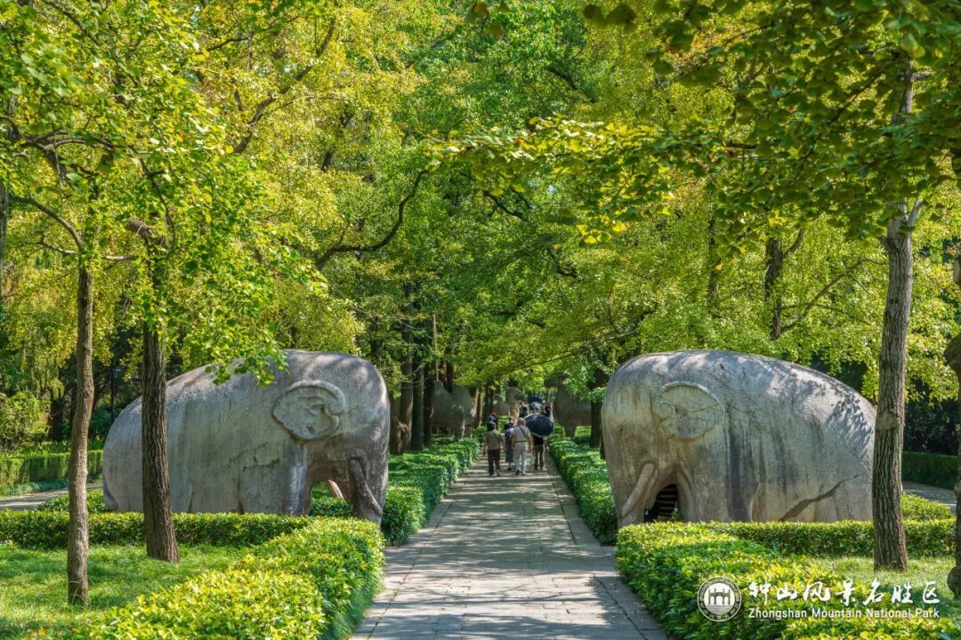 南京这里，已进入观赏期！