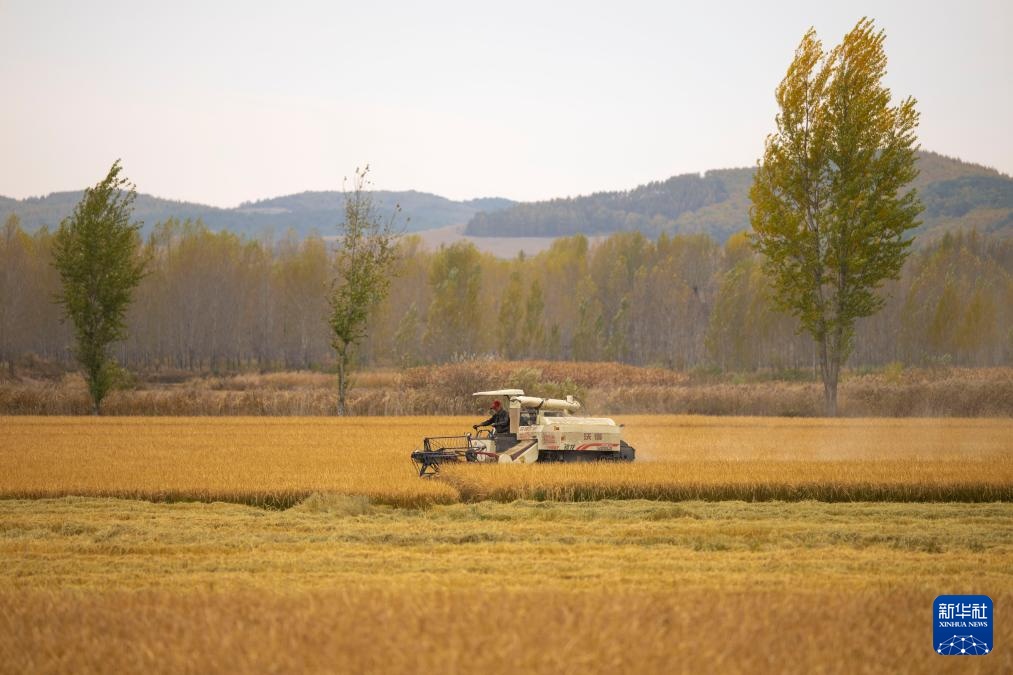 产粮第一大省黑龙江秋收超六成 产粮第一大省黑龙江秋收超六成