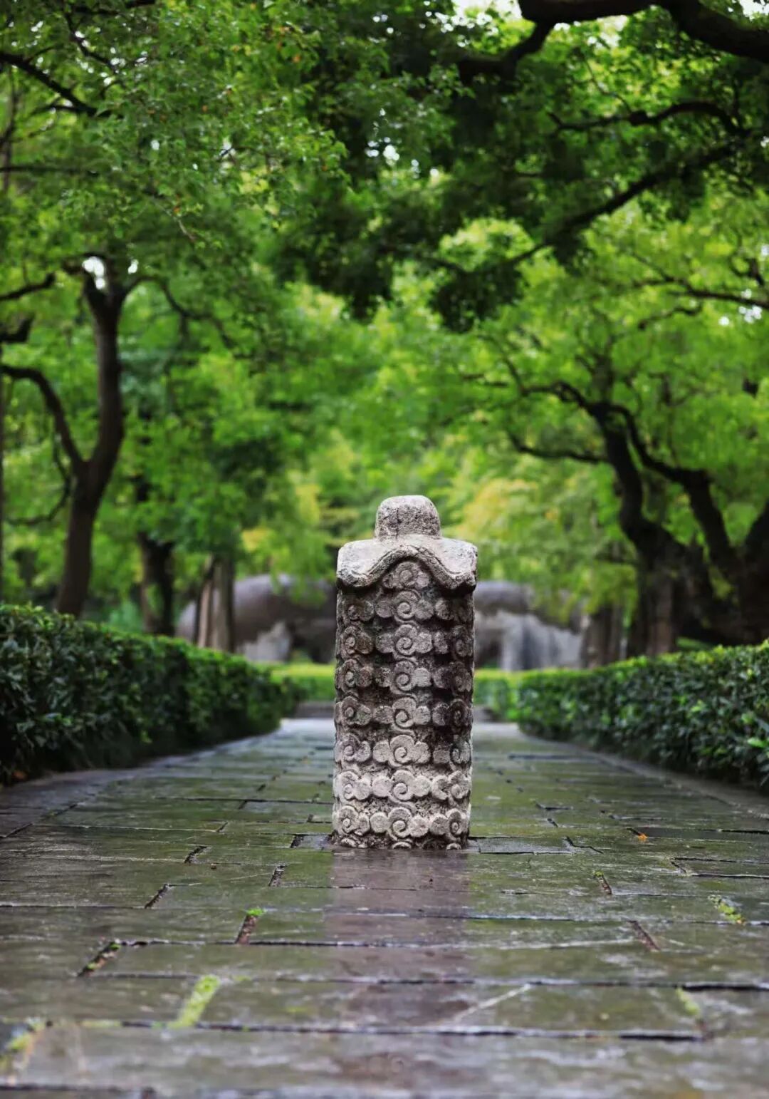 南京这里，已进入观赏期！