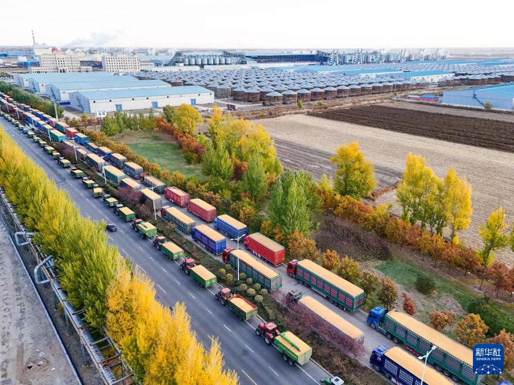 产粮第一大省黑龙江秋收超六成 产粮第一大省黑龙江秋收超六成